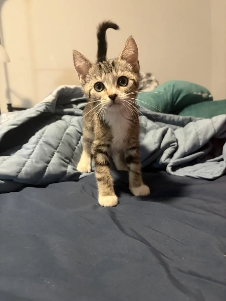 A baby small-sized male Domestic Short Hair cat named Catticus Finch for adoption in Orlando, FL