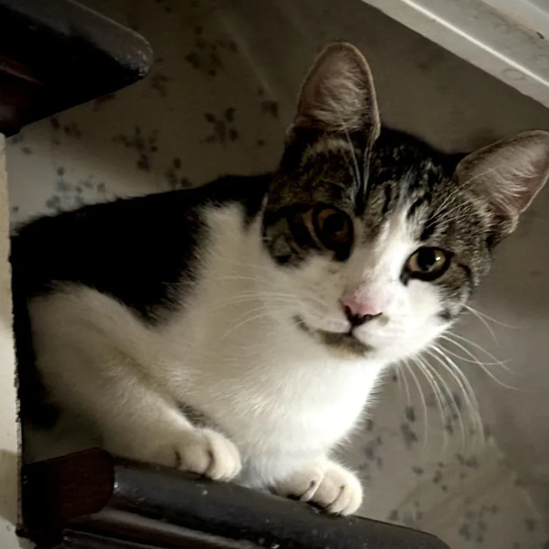 A young medium-sized male White Domestic Short Hair cat named Sassafras for adoption in Bend, OR