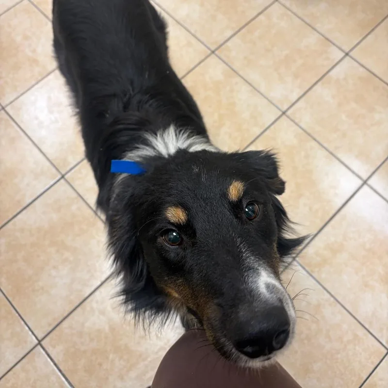 An adult small-sized male Black Australian Shepherd dog named Australia for adoption in Pekin, IL