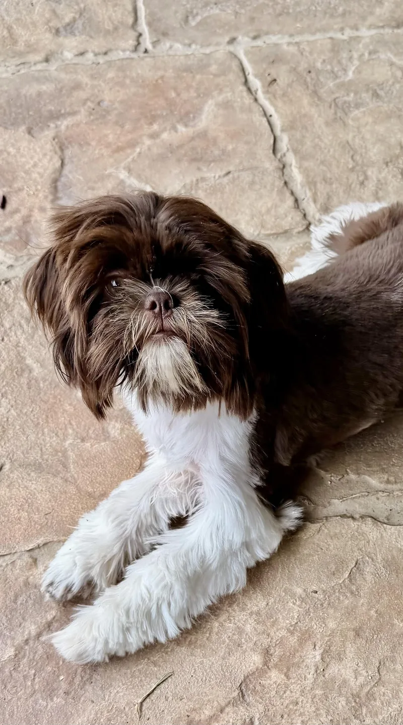 A baby small-sized female Brown / Chocolate Shih Tzu dog named Coco Chanel Turner for adoption in Plano, TX