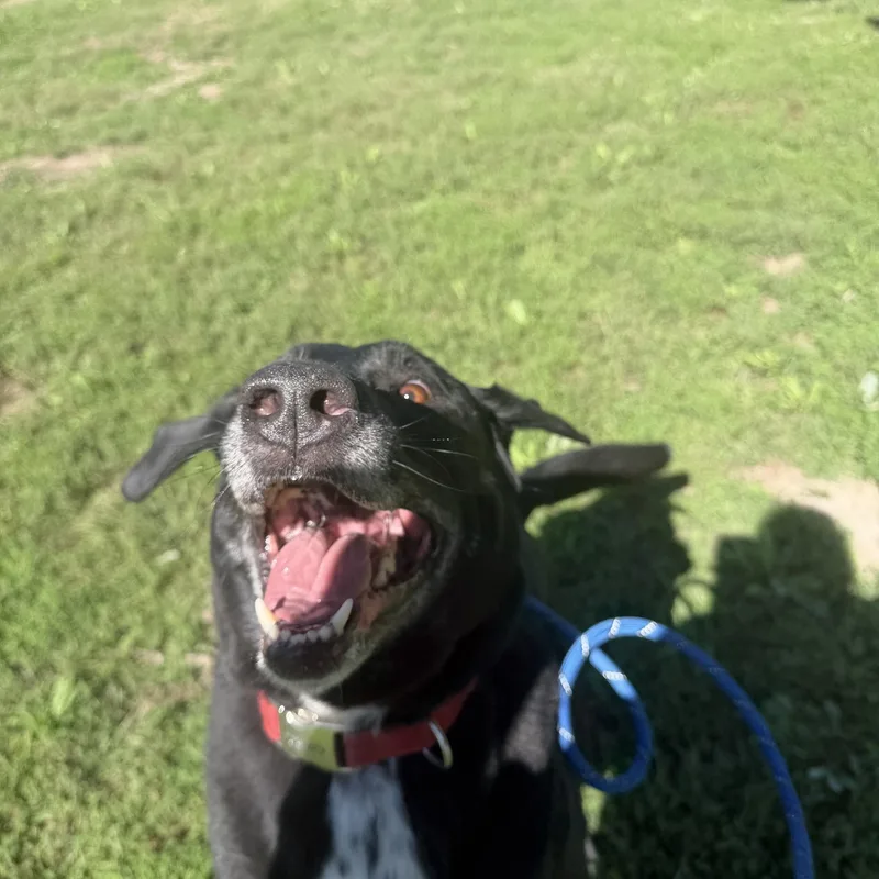 An adult large-sized male Black Labrador Retriever dog named Anchor for adoption in Trenton, MO