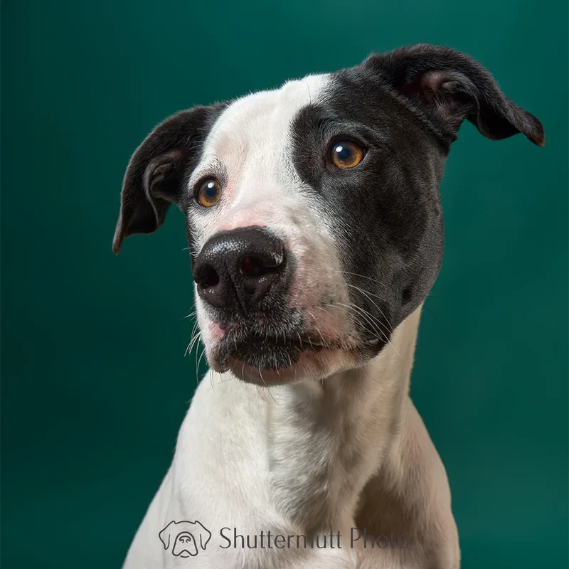 An adult large-sized male Black Pit Bull Terrier dog named Jack for adoption in Burbank, CA