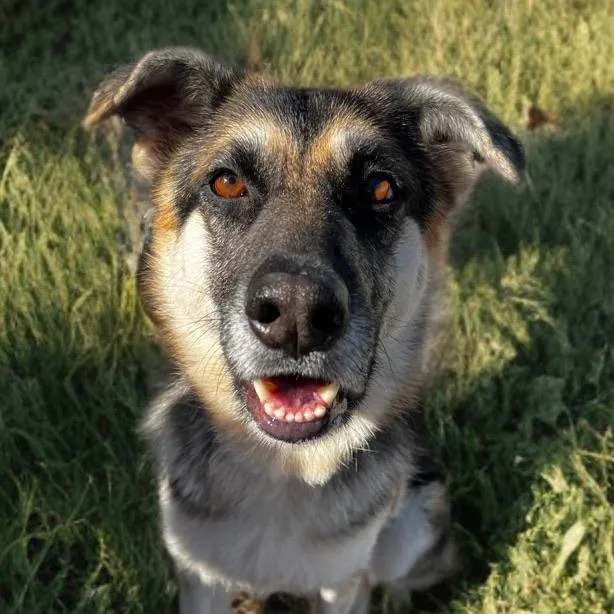 A young medium-sized female Black German Shepherd Dog dog named Kaia for adoption in Newport Beach, CA