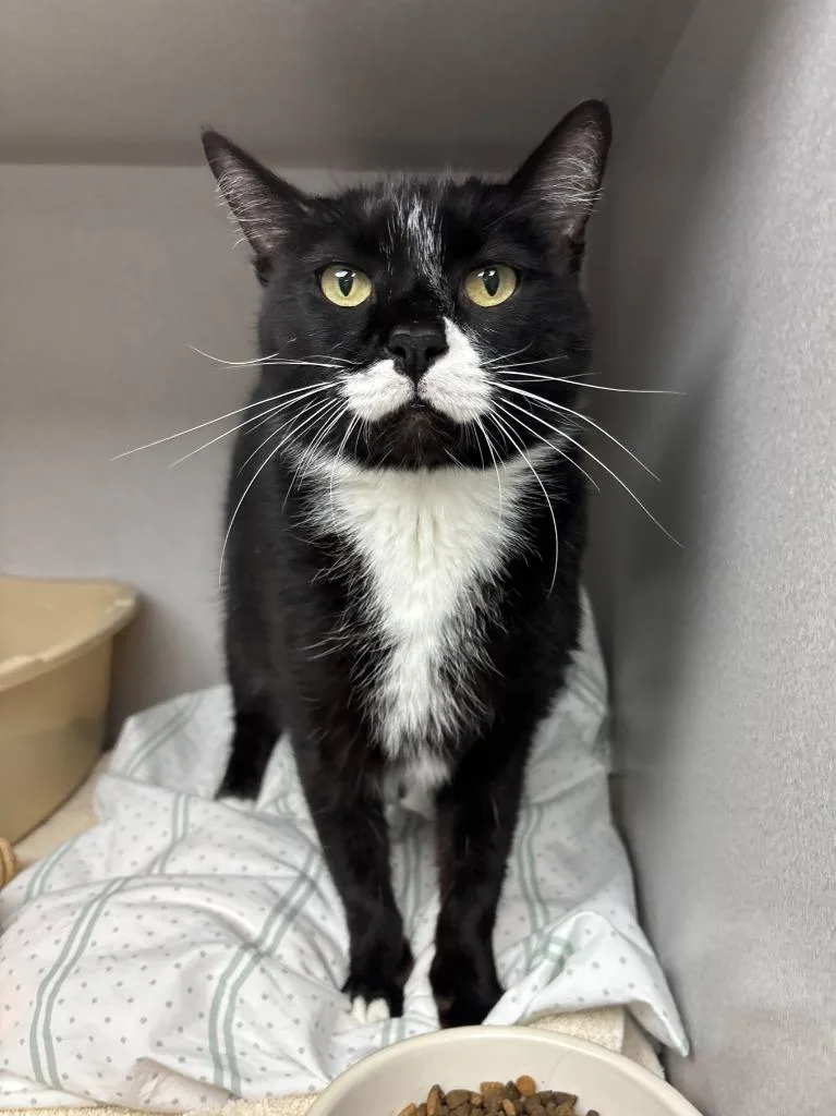 An adult small-sized female Tuxedo cat named Olive for adoption in Los Angeles, CA