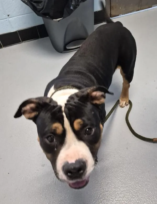 A young large-sized male Pit Bull Terrier dog named Pen Davie for adoption in Lawrenceville, GA