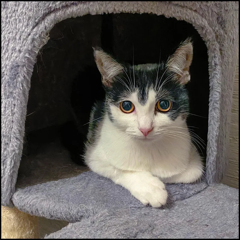 A young medium-sized female Black & White / Tuxedo Domestic Short Hair cat named Princess for adoption in Roswell, GA