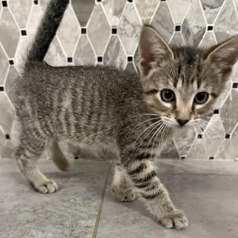 A baby small-sized male Brown / Chocolate Domestic Short Hair cat named Chip for adoption in Brownsboro, AL