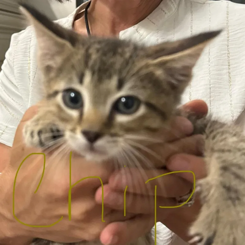 Chip thumbnail 2