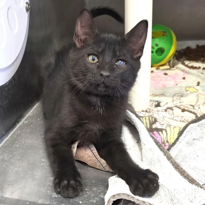 A baby small-sized male Black Domestic Short Hair cat named Onyx for adoption in Fort Wayne, IN