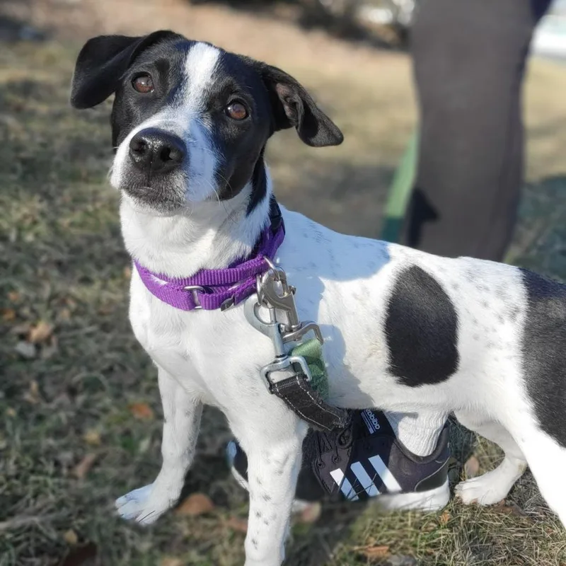 An adult medium-sized female Black Australian Cattle Dog / Blue Heeler dog named Katy for adoption in South Elgin, IL