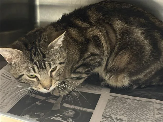 An adult medium-sized male Domestic Short Hair cat named Smokey for adoption in Chatsworth, CA