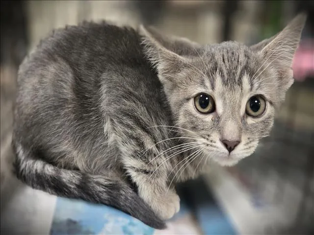 A baby small-sized male Domestic Short Hair cat named Nylon for adoption in Los Angeles, CA
