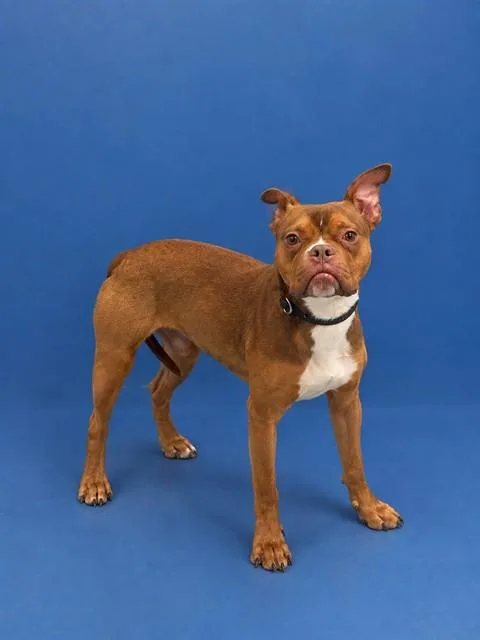 A young medium-sized male Terrier dog named Bubba for adoption in Miami, FL