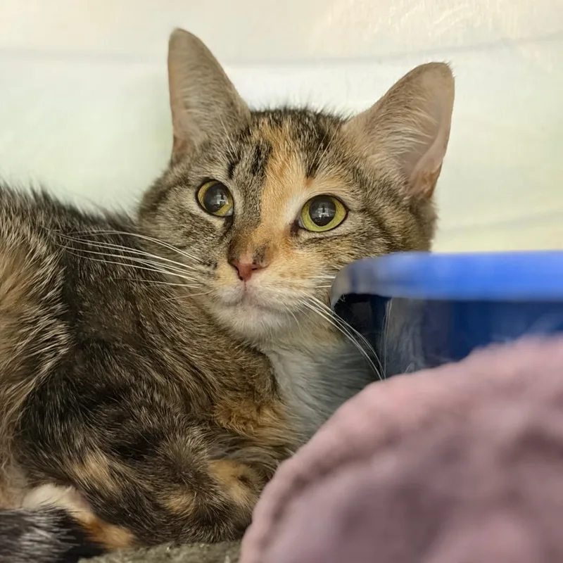 An adult medium-sized female Domestic Short Hair cat named Patches for adoption in Cumming, GA