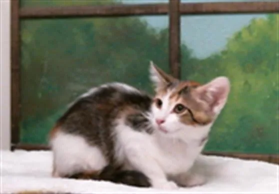 A baby small-sized female Domestic Short Hair cat named Plum for adoption in Houston, TX
