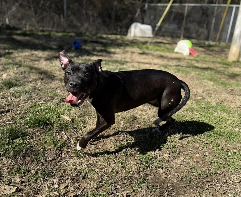 An adult medium-sized female Black Mixed Breed dog named Marilyn for adoption in Leitchfield, KY