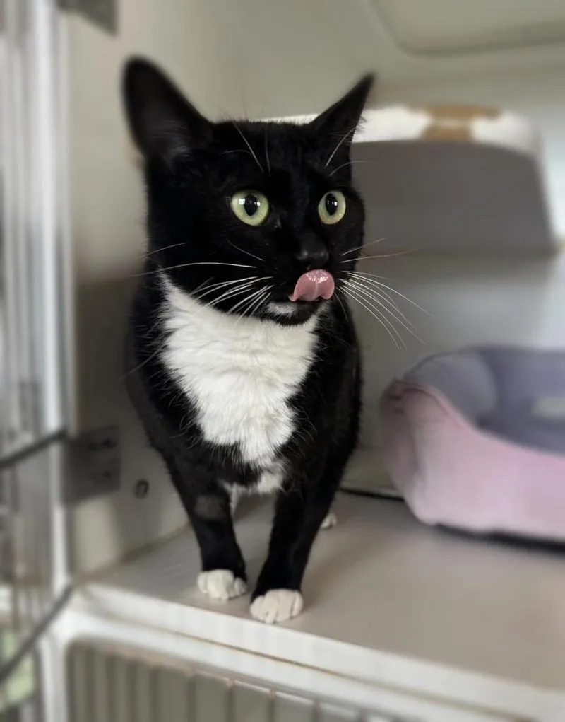 An adult medium-sized female Domestic Short Hair cat named Stormy Sponsored By for adoption in Newberg, OR