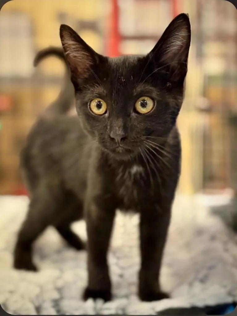 A baby small-sized female Domestic Short Hair cat named Coco for adoption in San Jacinto, CA