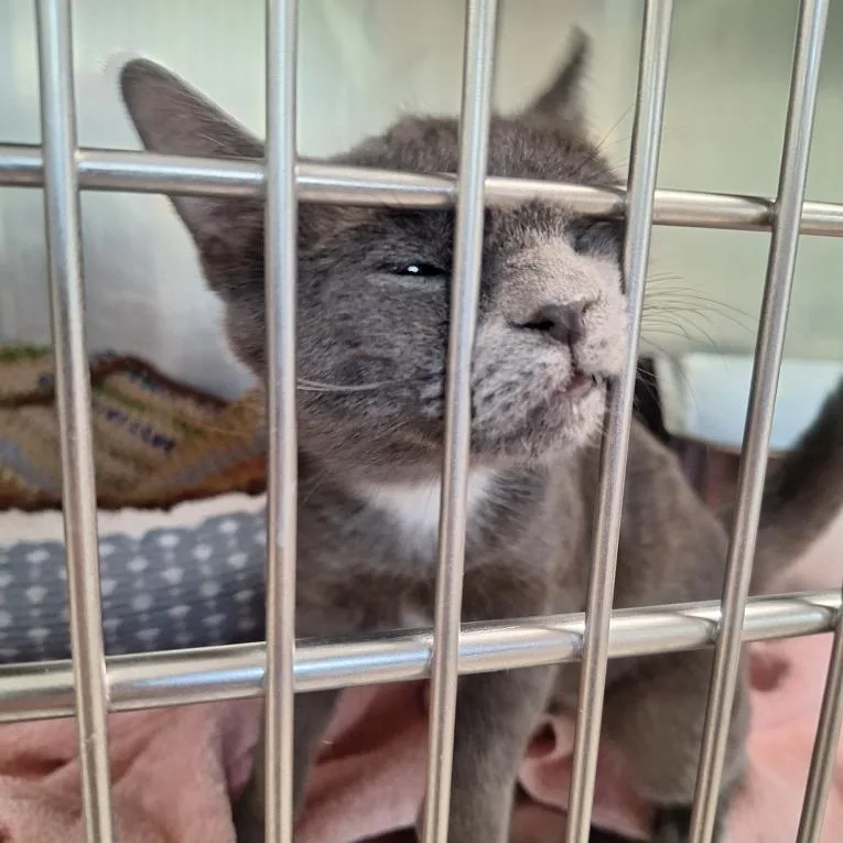 A young medium-sized female Gray / Blue / Silver Domestic Short Hair cat named Candy for adoption in Attica, NY