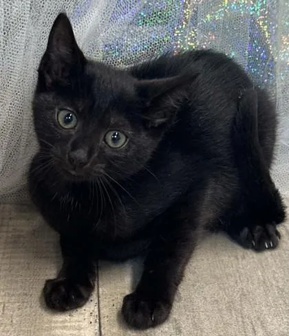 An adult small-sized female Domestic Short Hair cat named Lilah for adoption in Shreveport, LA