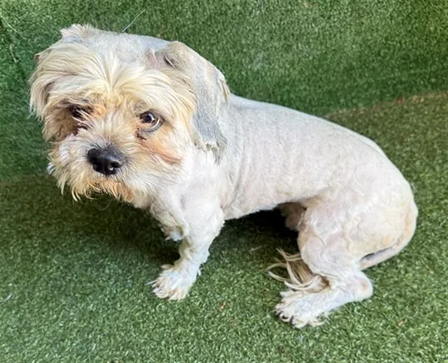 A young small-sized male Shih Tzu dog named Francisco for adoption in Lancaster, CA