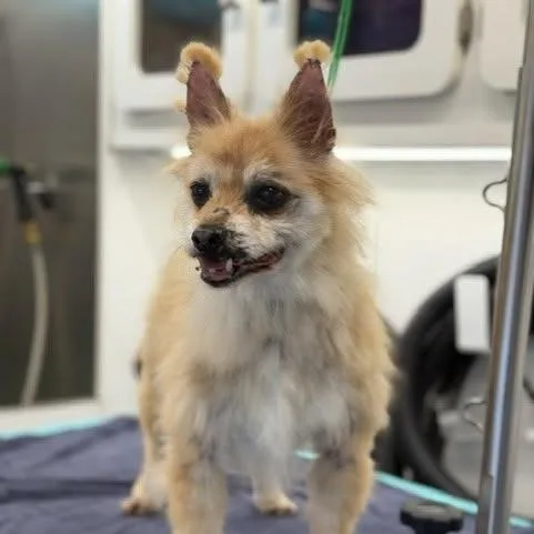A senior small-sized male Mixed Breed dog named Brody for adoption in Severn, MD