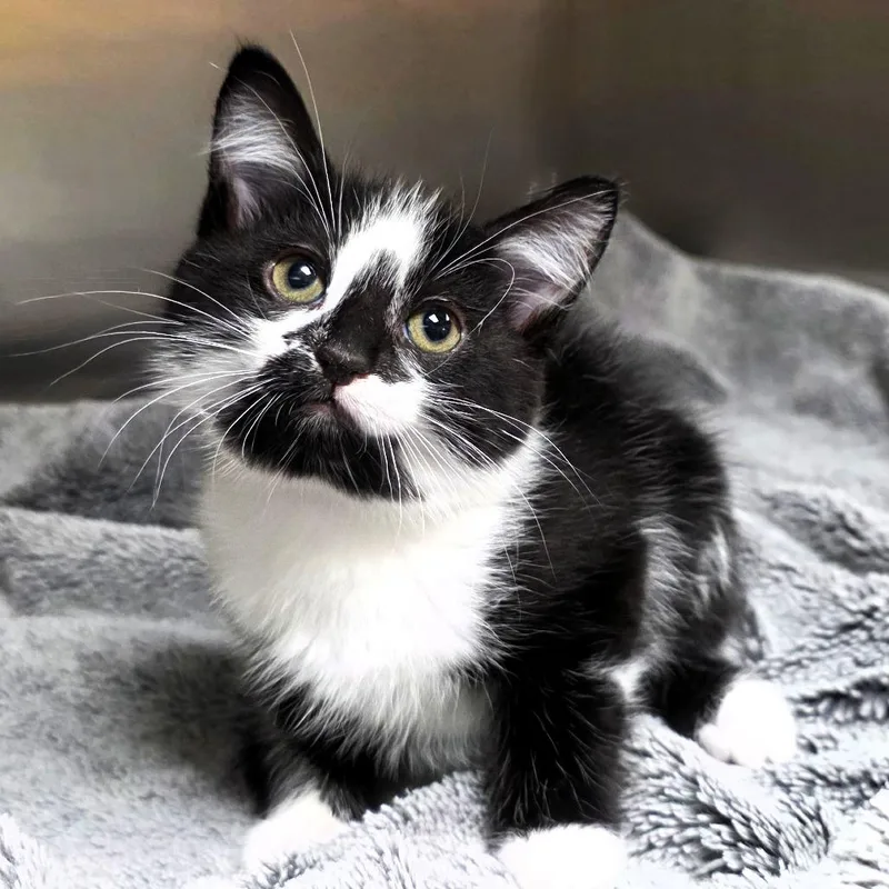 A baby small-sized female Black Domestic Short Hair cat named Meowdusa for adoption in Michigan City, IN