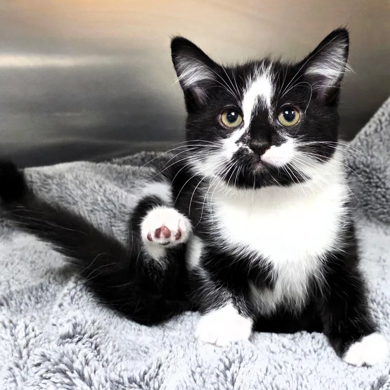 Meowdusa thumbnail 2