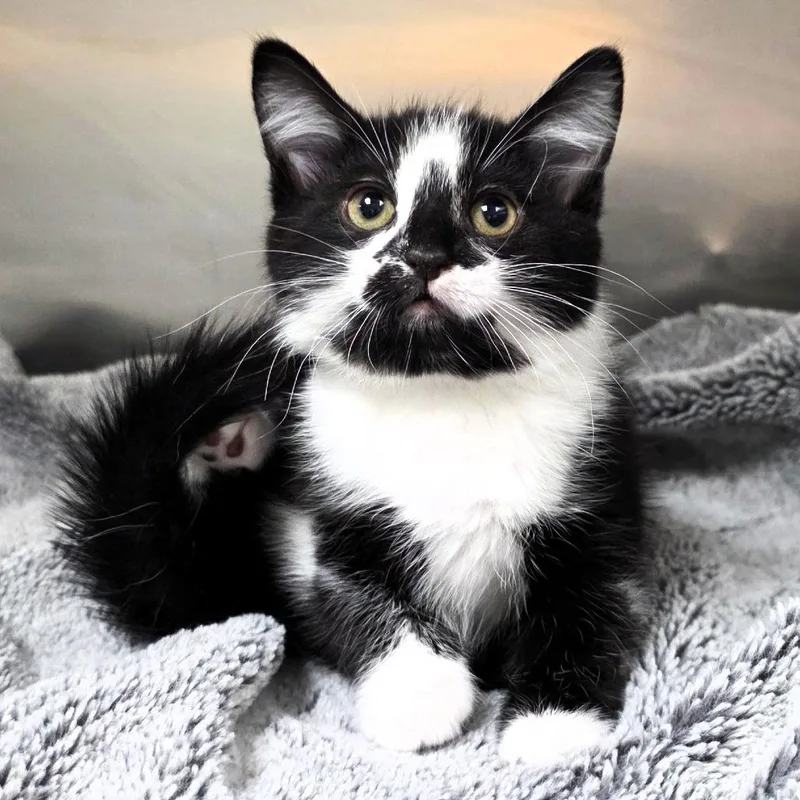 Meowdusa thumbnail 3