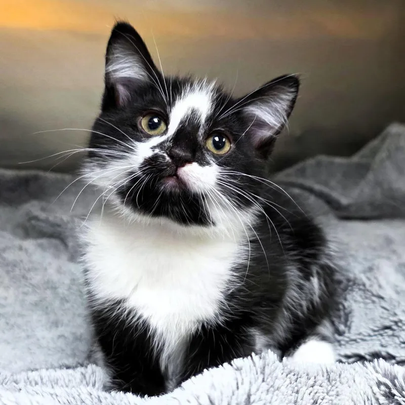 Meowdusa thumbnail 4
