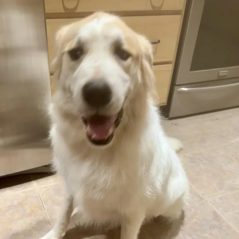 An adult large-sized male White / Cream Great Pyrenees dog named Alf for adoption in Dallas, TX