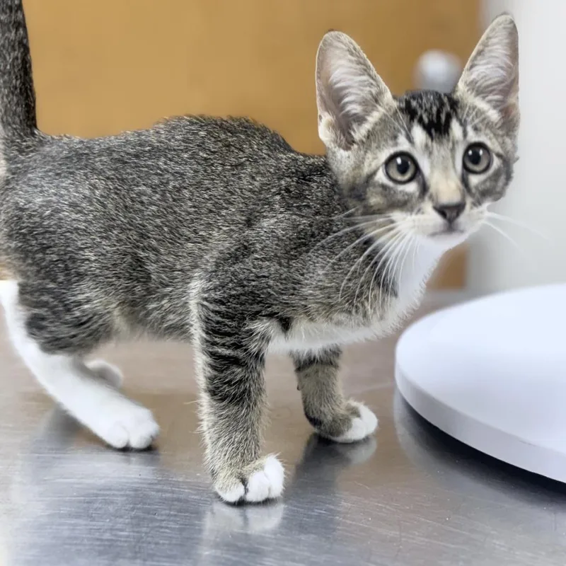 A baby small-sized male Domestic Short Hair cat named Trevor for adoption in Tyler, TX
