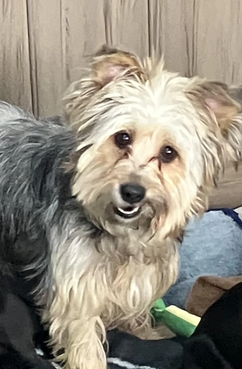An adult small-sized female Yorkshire Terrier dog named Trixie for adoption in Thousand Oaks, CA