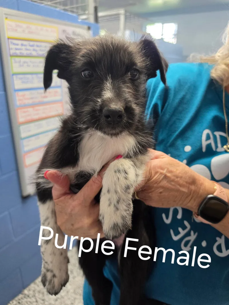 Puppy Purple Female