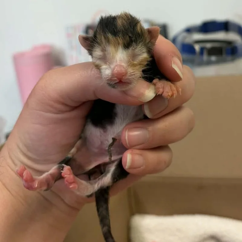 A baby small-sized female Calico Domestic Short Hair cat named Virgo for adoption in Marion, VA