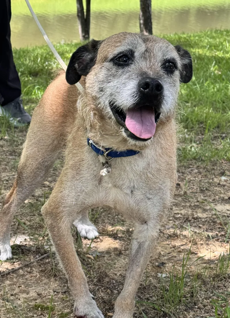 A senior medium-sized male Bicolor Mixed Breed dog named Dexter for adoption in LANETT, AL