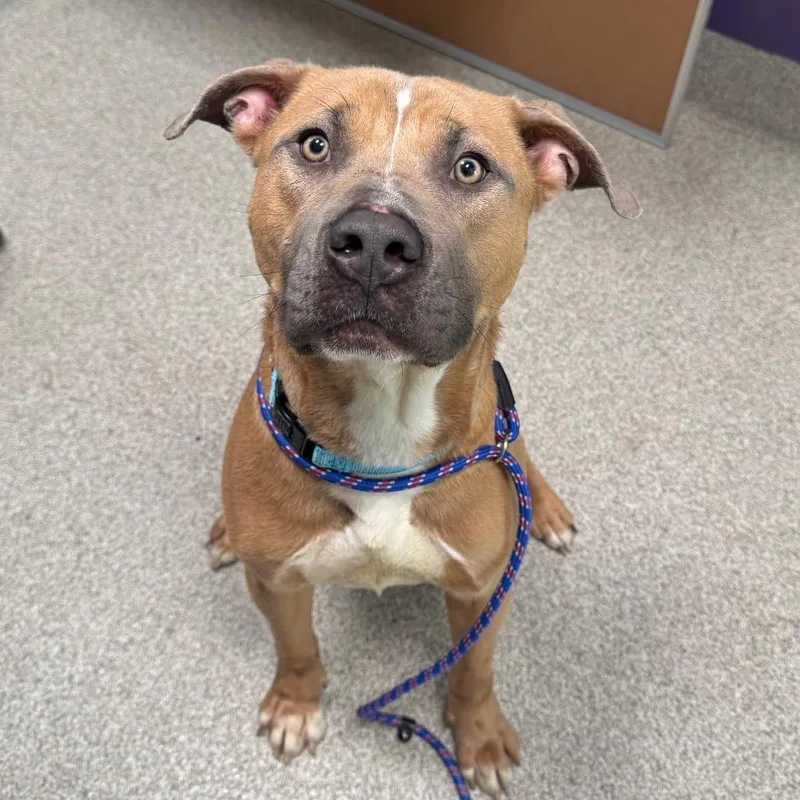 An adult medium-sized male Pit Bull Terrier dog named Tank for adoption in Englewood, FL