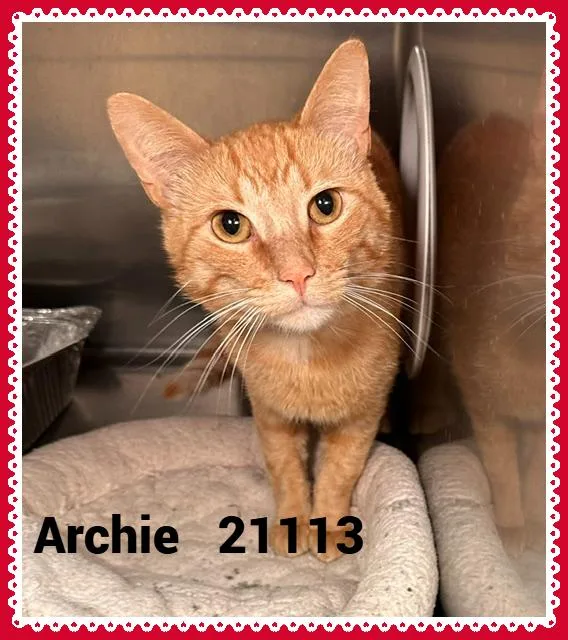 A young medium-sized male Tabby (Orange / Red) Domestic Short Hair cat named Archie for adoption in Marietta, GA