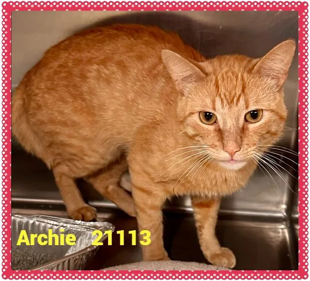 Archie thumbnail 2