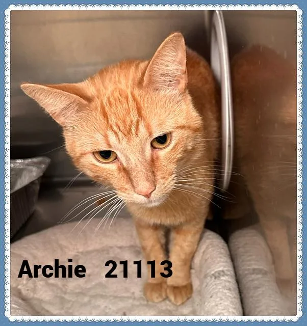 Archie thumbnail 3