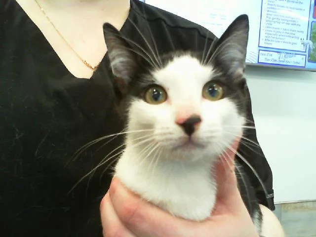 A baby small-sized female Domestic Short Hair cat named Thyme for adoption in Charlotte, NC