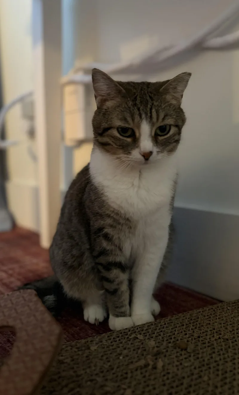 An adult medium-sized female Tabby (Gray / Blue / Silver) Domestic Short Hair cat named Chirpy & Mouse for adoption in Nashville, TN