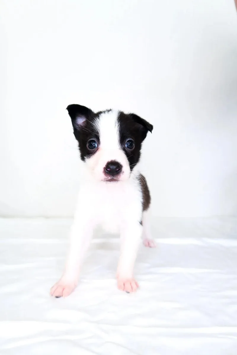 A baby small-sized male Black Australian Cattle Dog / Blue Heeler dog named Webkinz for adoption in Bixby, OK