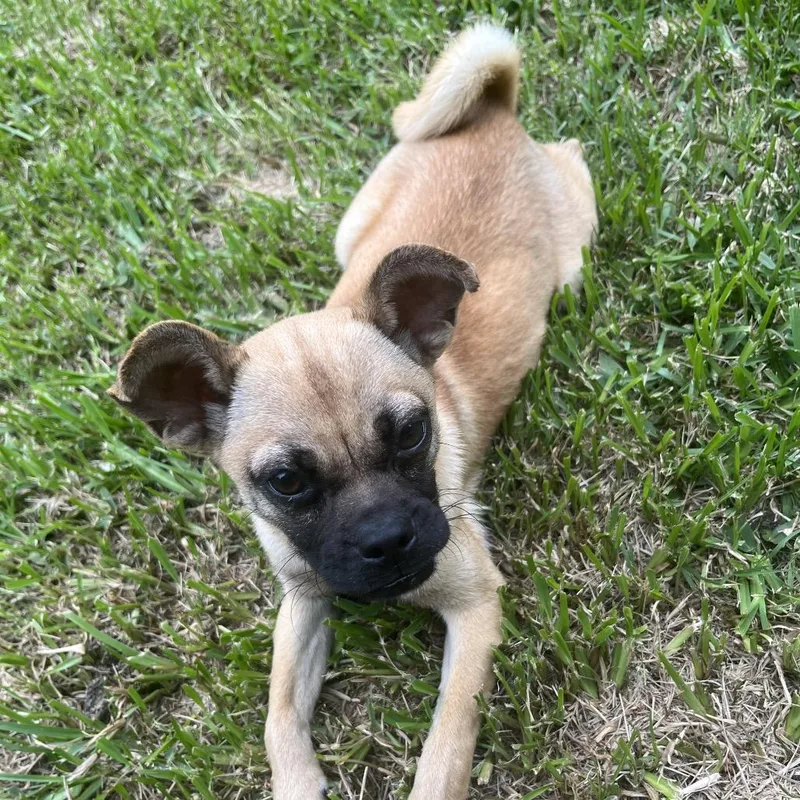 A young small-sized female Brown / Chocolate Chihuahua dog named Calypso for adoption in Santa Fe, TX