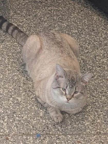 An adult medium-sized male Domestic Short Hair cat named Simon for adoption in Shawano, WI