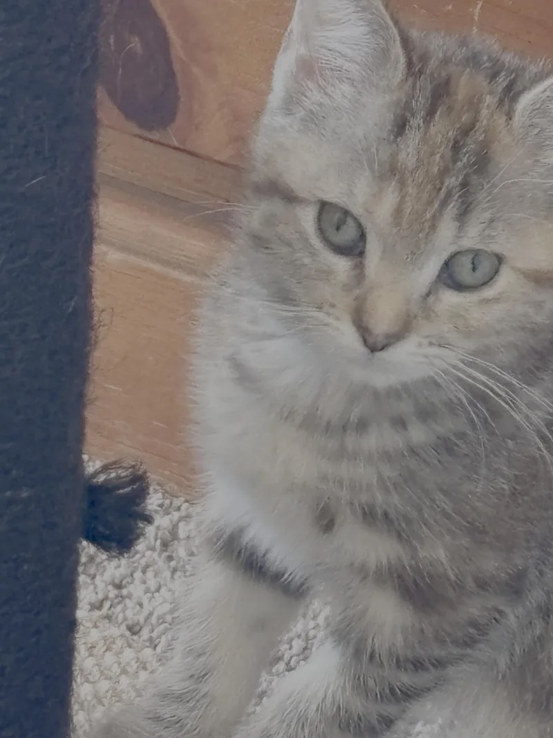 A baby small-sized female Domestic Short Hair cat named Mango for adoption in Long Beach, CA