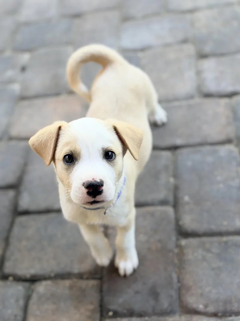 A baby medium-sized male Yellow / Tan / Blond / Fawn Australian Shepherd dog named Otto for adoption in Las Vegas, NV
