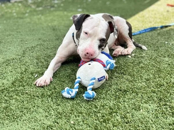 An adult medium-sized female Mixed Breed dog named Zinnia for adoption in Ridgewood, NY