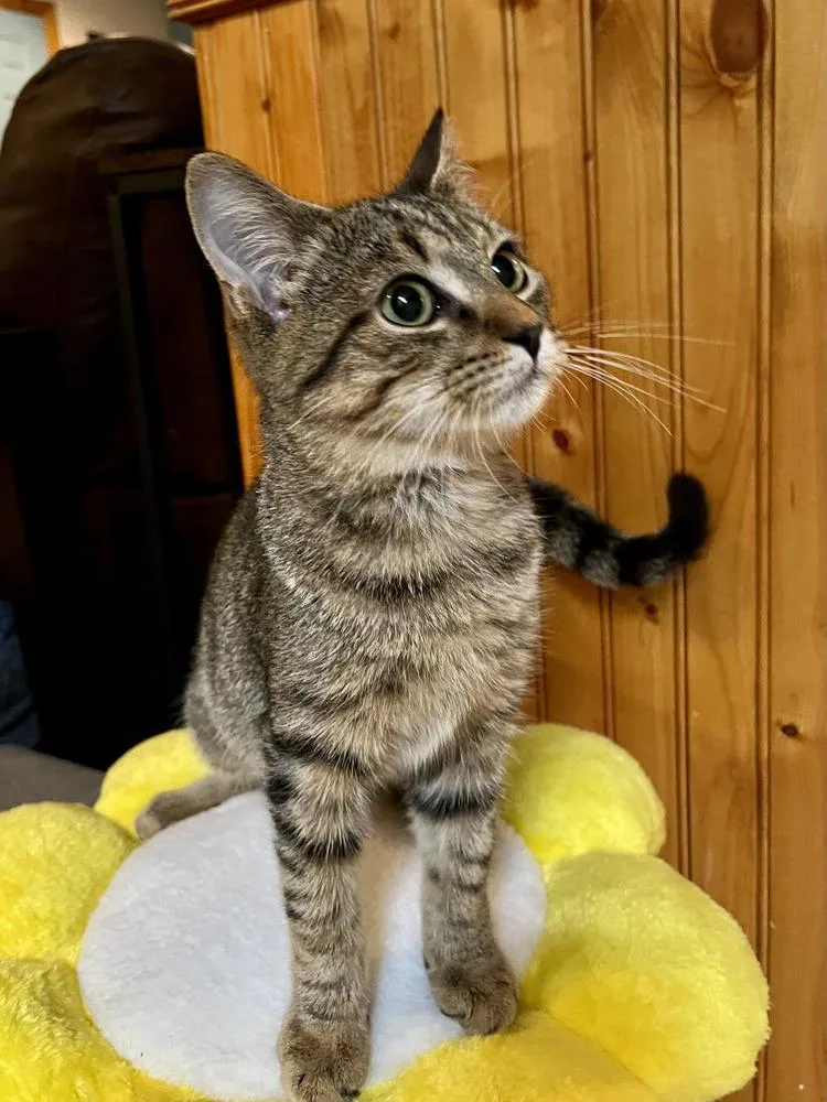 A baby medium-sized male Brown / Chocolate Domestic Short Hair cat named Affogato for adoption in Emerald Isle, NC
