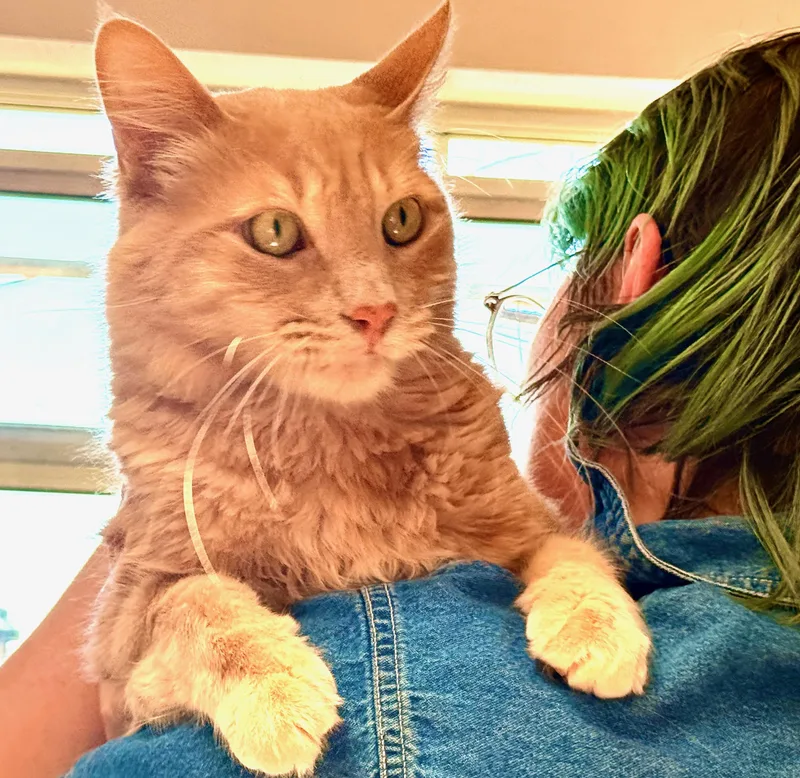An adult medium-sized male Maine Coon cat named Whiskey for adoption in Davis, CA